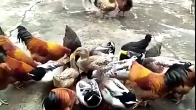 Best animal fight Dog @ chicken funny fight