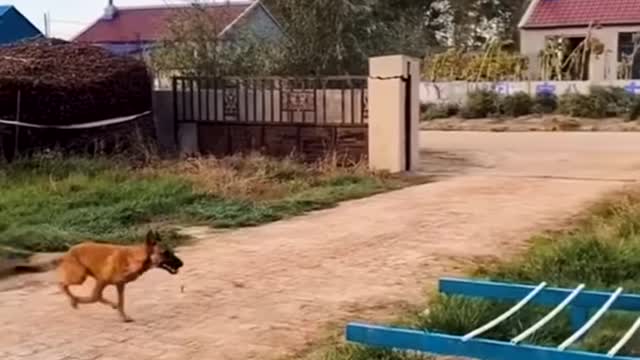 Dogs That Fly - Malinois & Alsatian Dogs Show Their Jumping Agility