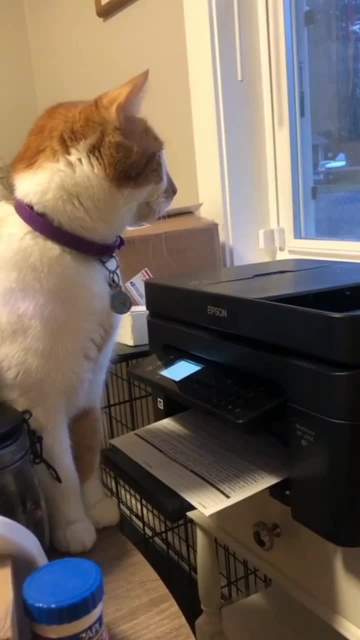 the cat was scared of the copier