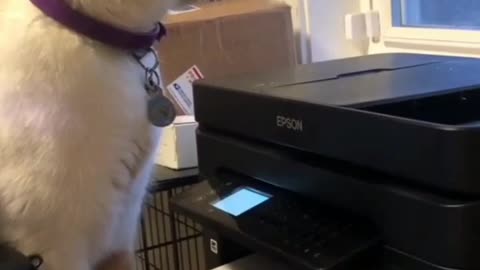 the cat was scared of the copier