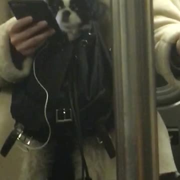 Woman holds her small dog in backpack on subway train