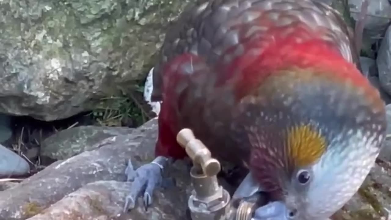 The New Zealand kākā drinking style