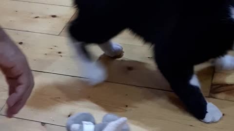 How to play with your Cat