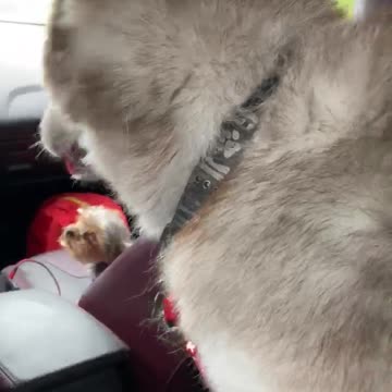 Husky cries because the beach is closed!