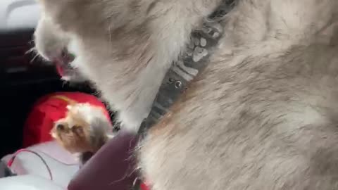 Husky cries because the beach is closed!