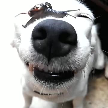 Friendly Dog Lets Snail Crawl Across Its Face