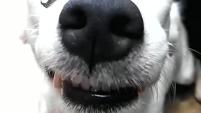 Friendly Dog Lets Snail Crawl Across Its Face