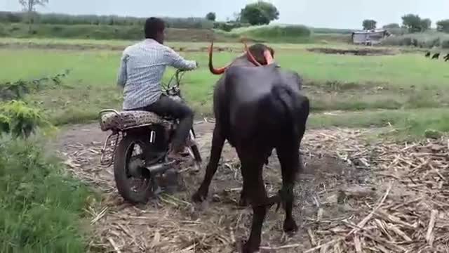 Funny Villege Video | Buffalo | Extra Comedy Club | ECC |