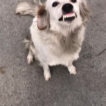 Big tooth smiling dog needs a good orthodontist.