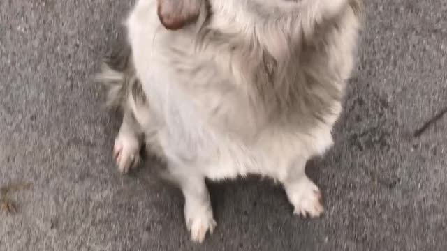 Big tooth smiling dog needs a good orthodontist.