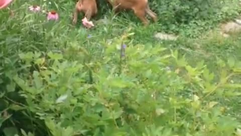 Phoenix Ridge Boxers, Mookie and Thunder playing!