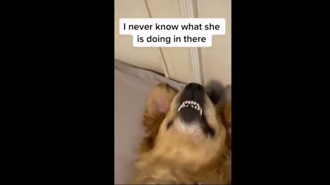 funny tik tok animal videos