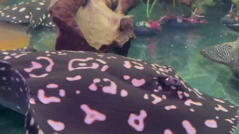 Stingray Devours Live Dinner