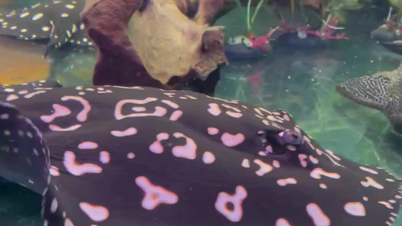 Stingray Devours Live Dinner