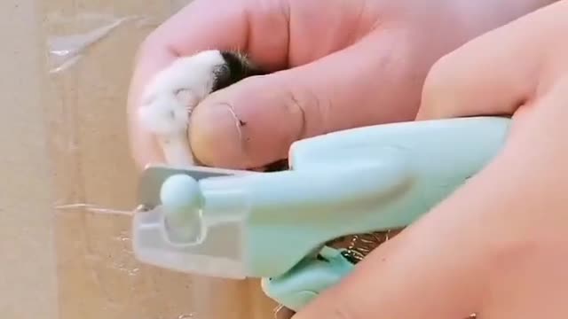 Funniest way of cutting cat nails😂😂🤣🤣.