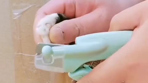 Funniest way of cutting cat nails😂😂🤣🤣.