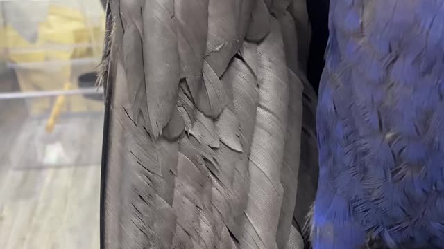 parrrot