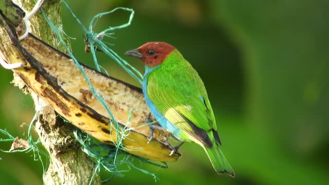 Green bird with red head