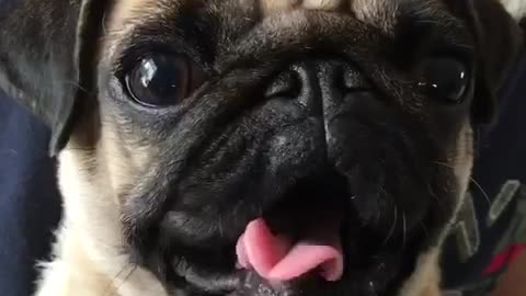 Bored pug