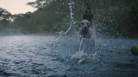 Dog catches a ball in a river pakistan