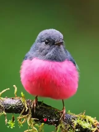 Beautiful birds bellissimi uccelli عصفور جميل