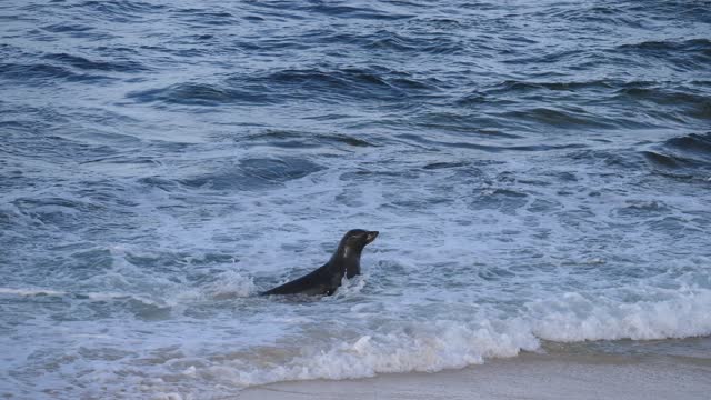 Quick Seal Catches Salmon for Dinner