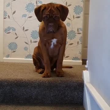 Have you seen a cuter puppy