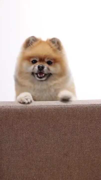 8.Happy Cute Dog 😅 #shorts