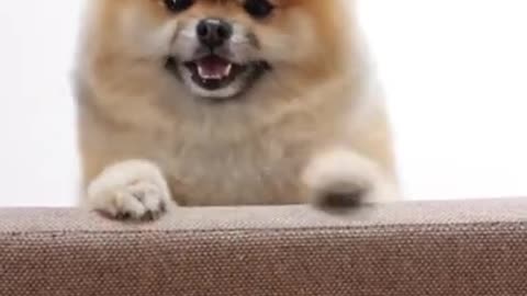 8.Happy Cute Dog 😅 #shorts