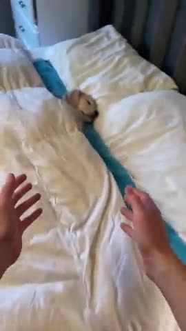 Puppy Isn't Ready to Wake Up Yet