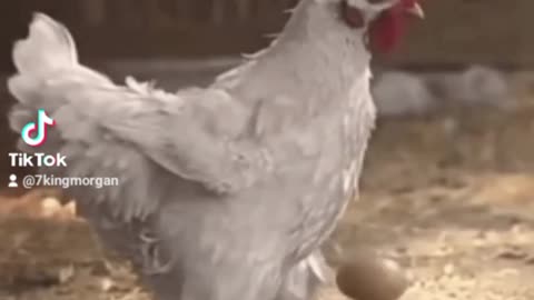 Funny chicken