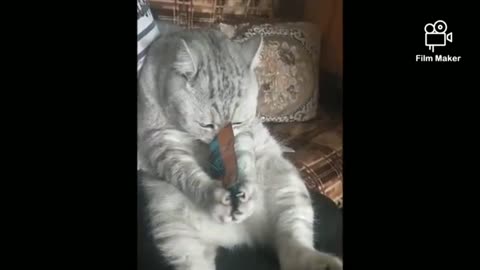 Cute_cats_and_dogs_Videos_Compilation_cute_and_funny_moment_of_the_animals_-