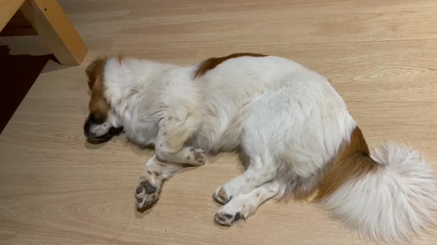 dog sleeping