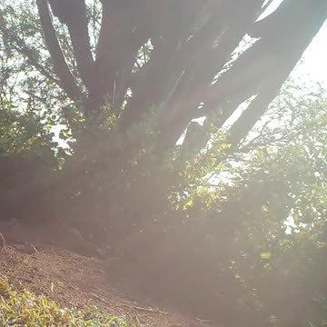 Ultimate Wild Animals Collection in 8K ULTRA HD / 8K TV