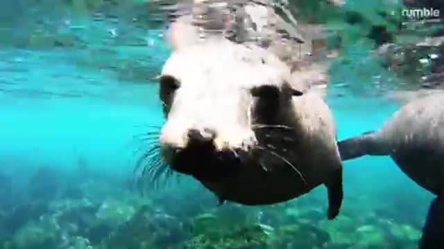 Playful sea lions are curious about swimmer's camera in the Galapagos Islands