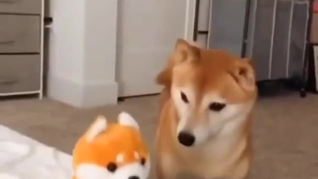 This funny dog is looking for sound, but sound is a toy