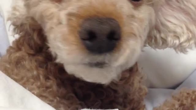 Mira, a toy poodle’s daily life