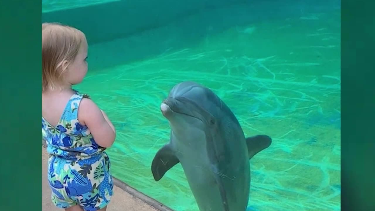 Dolphin chats with little girl- ‘He’s talking to you!’