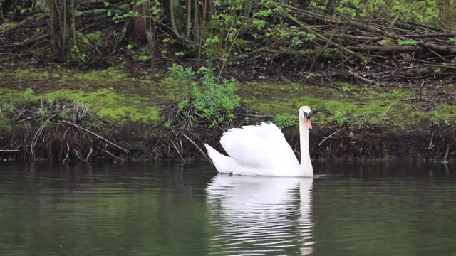 Watch the beauty of the pelican swimming in the water