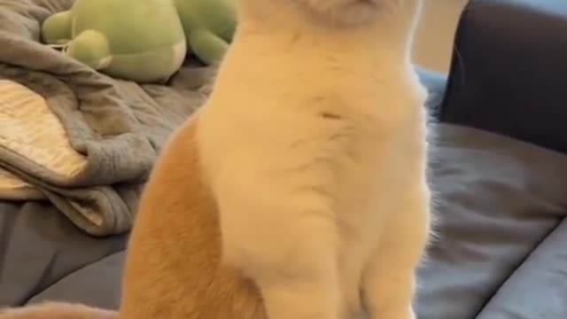 funny cat