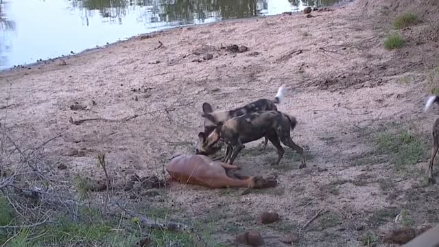 epic battle of Wild Dogs Vs Animals !!