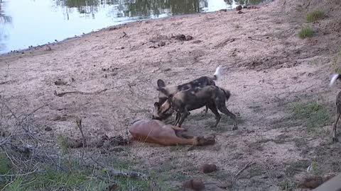 epic battle of Wild Dogs Vs Animals !!