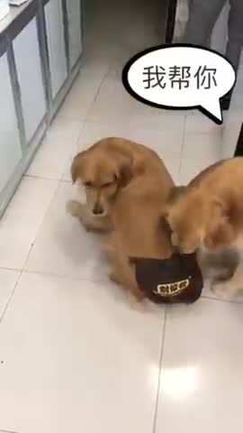 CARING DOG HELPS HIS TROUBLED FRIEND