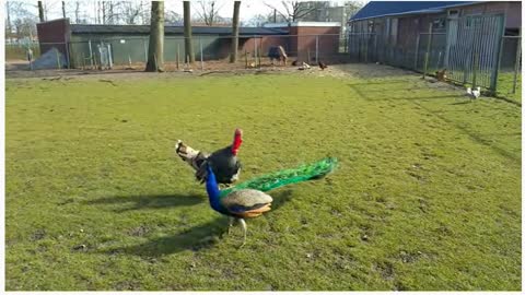 Peru and Peacock fight for what Do you have any idea