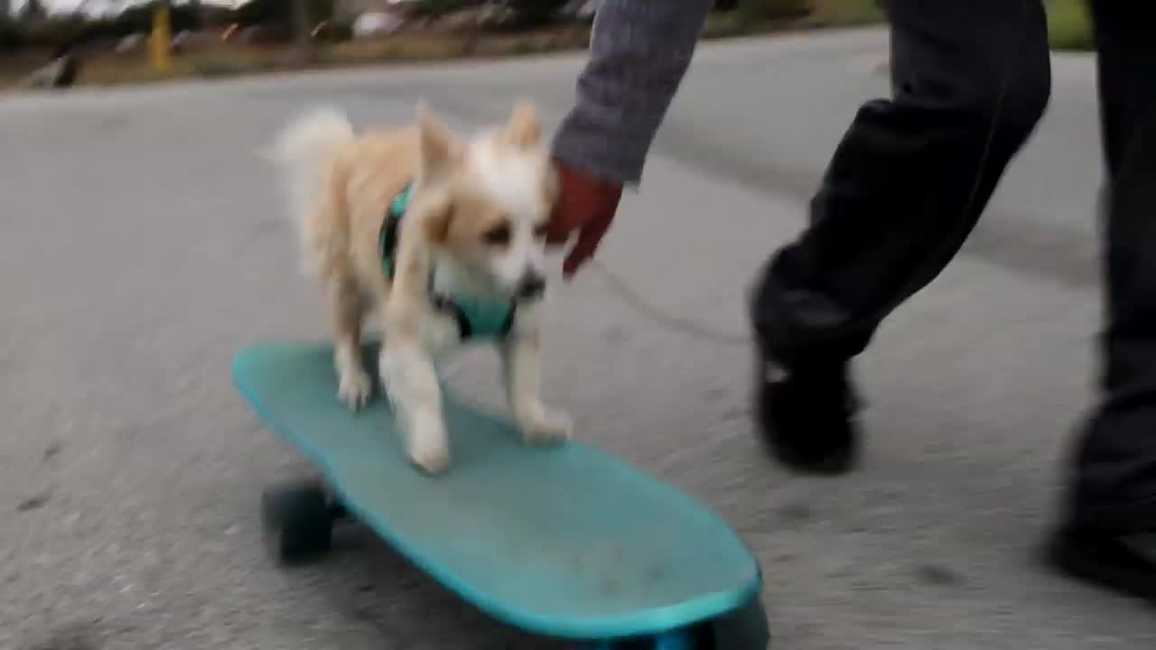 Chihuahua Goes to the Dog Park for the First Time