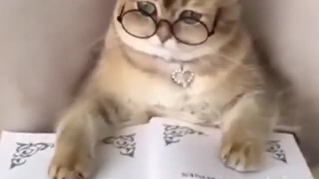 Celo Pet - Animais Engraçados/Funny Animals Channel #gato#cachorros#animais