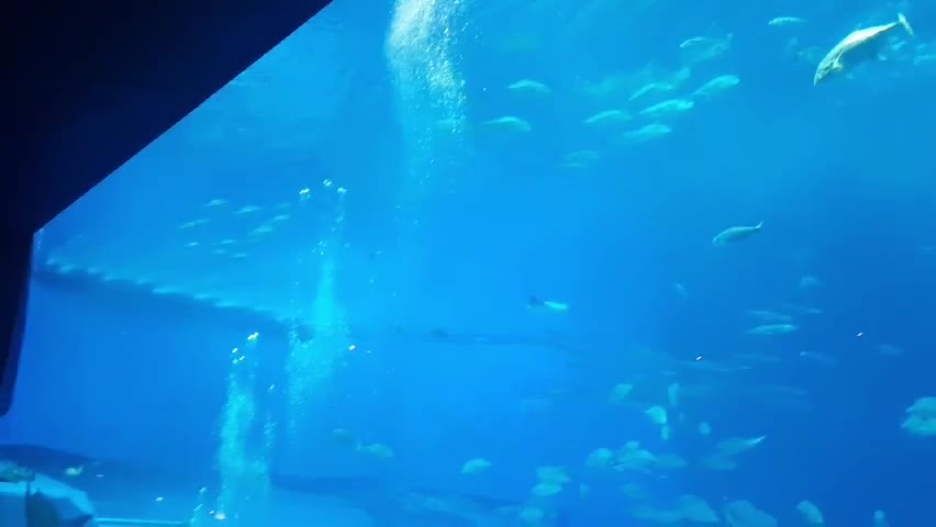 Beautiful aquarium!