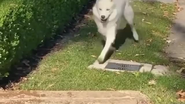 Husky funny dog