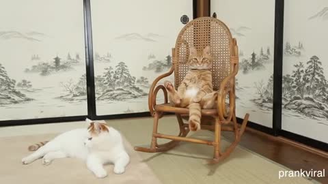 This is cat it is the owner of the house