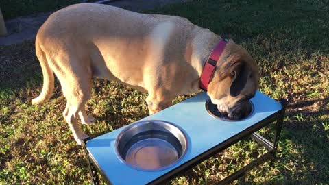 The dog eats the dog bowl